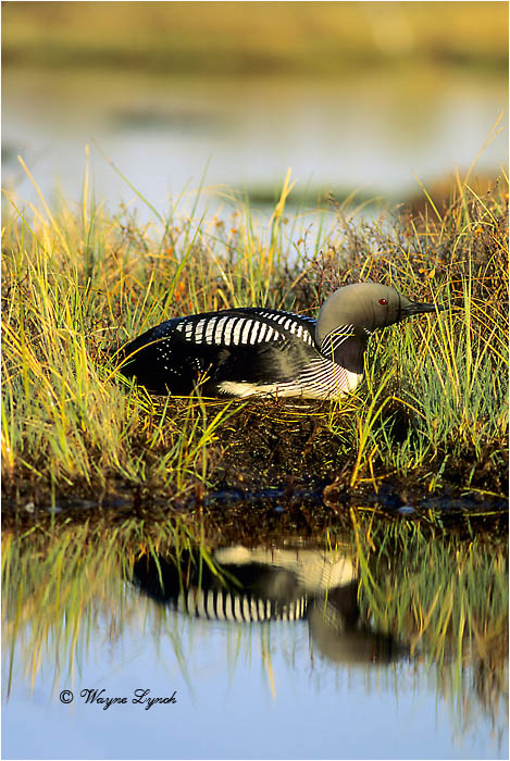 Incubating Pacific Loon 104 by Dr. Wayne Lynch &copy;
